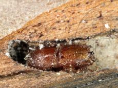 Ips acuminatus имаго в ходе 2